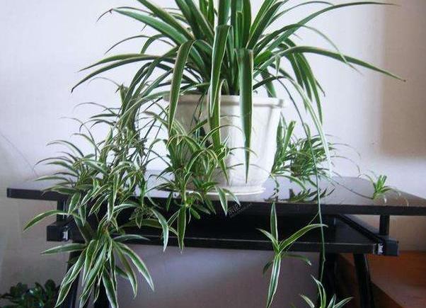 炎热夏季金边吊兰怎么养,金边吊兰盆栽怎样养护和注意事项