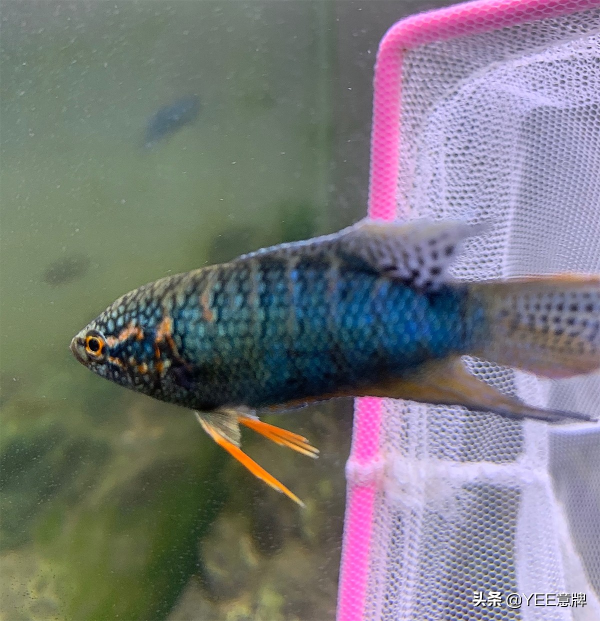 斗鱼合缸为什么会死鱼,斗鱼怎么养可以增加成活率