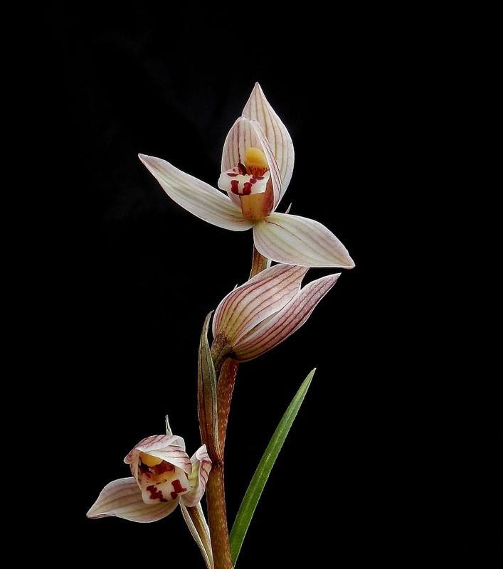 精品玉兰的品种及图片,国兰花朵不艳丽但香气清雅