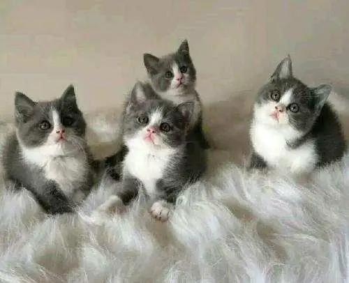 蓝猫也有蓝白色,英短蓝猫明明是灰色的为啥叫蓝色