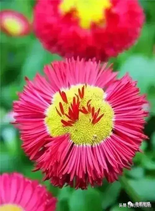 正月初九祝愿大家好运长长久久,正月初九最美好的祝福送给友友们