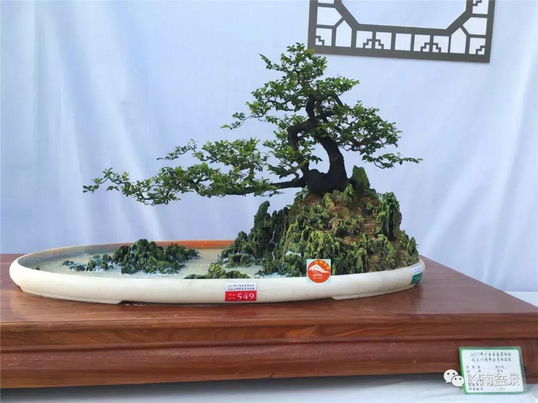 临水式金弹子盆景图片大全欣赏,看盆景展里赏心悦目的盆景