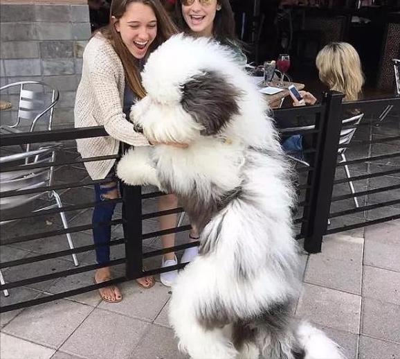 古牧为什么生的多,古牧为什么那么粘人