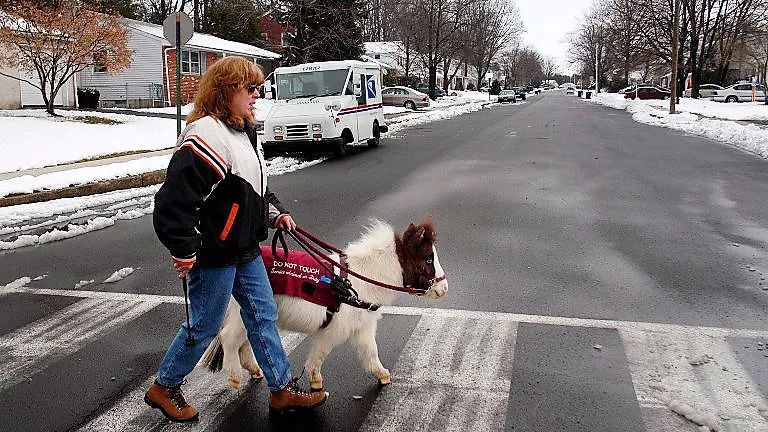 导盲马寿命有多长,导盲马可以看多远