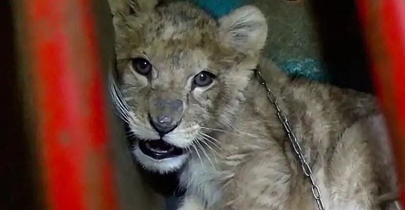 狮子被铁索束缚、棍棒训练、断趾磨牙,逃脱后两代狮王以人为食