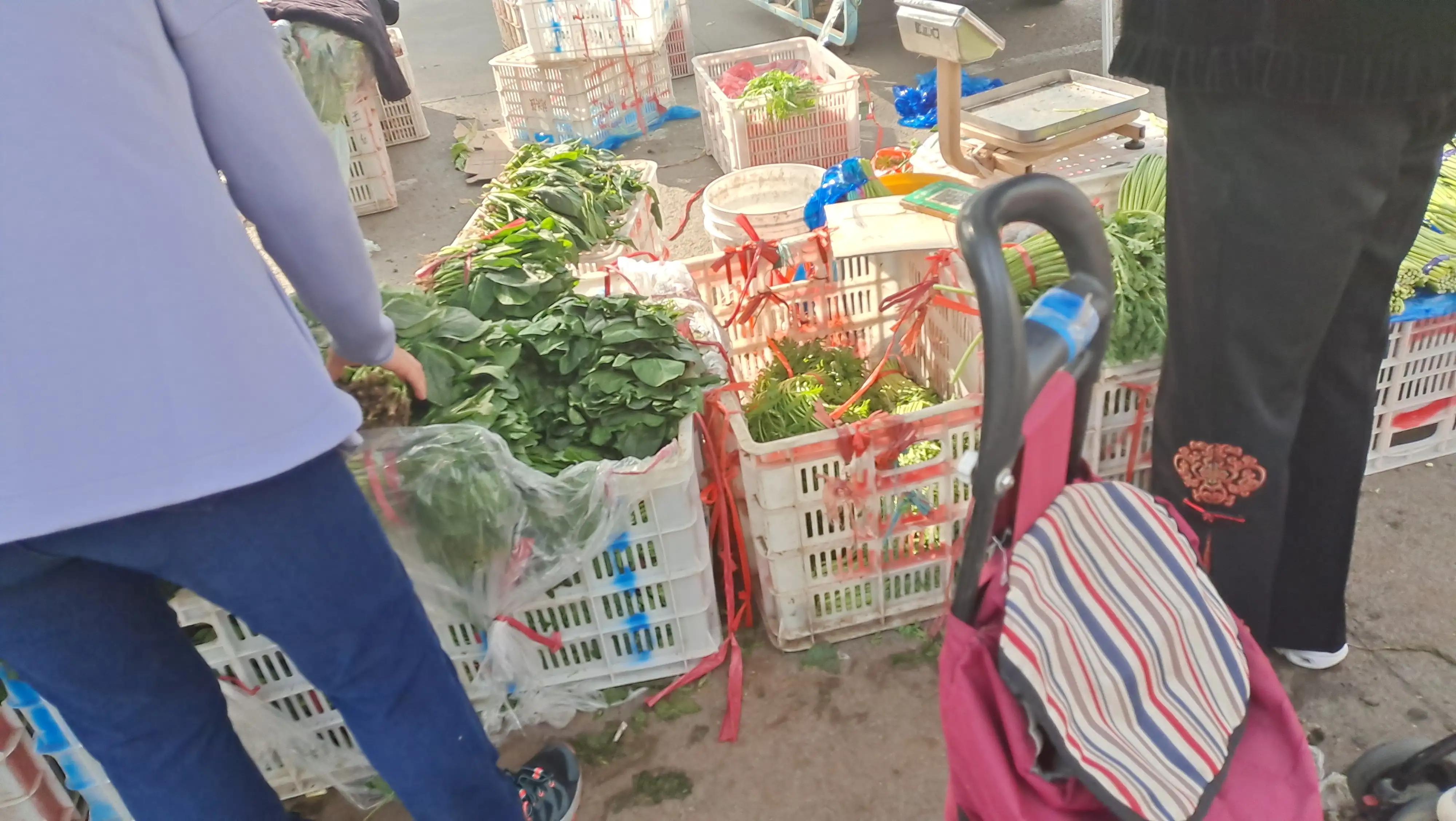 青岛城阳每日菜价查询官网,城阳惜福镇青松生态园菜价