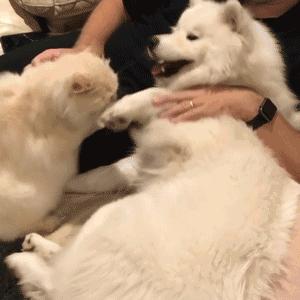 狗子吃醋女朋友,狗子喜欢女朋友怎么办