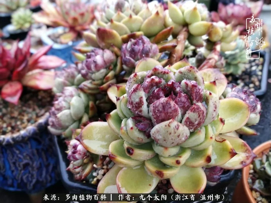 景天、球和龙舌兰，只要是多肉，都喜爱