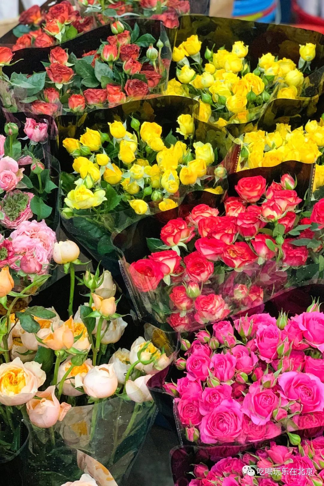 北京花市攻略大全,北京最美赏花景点