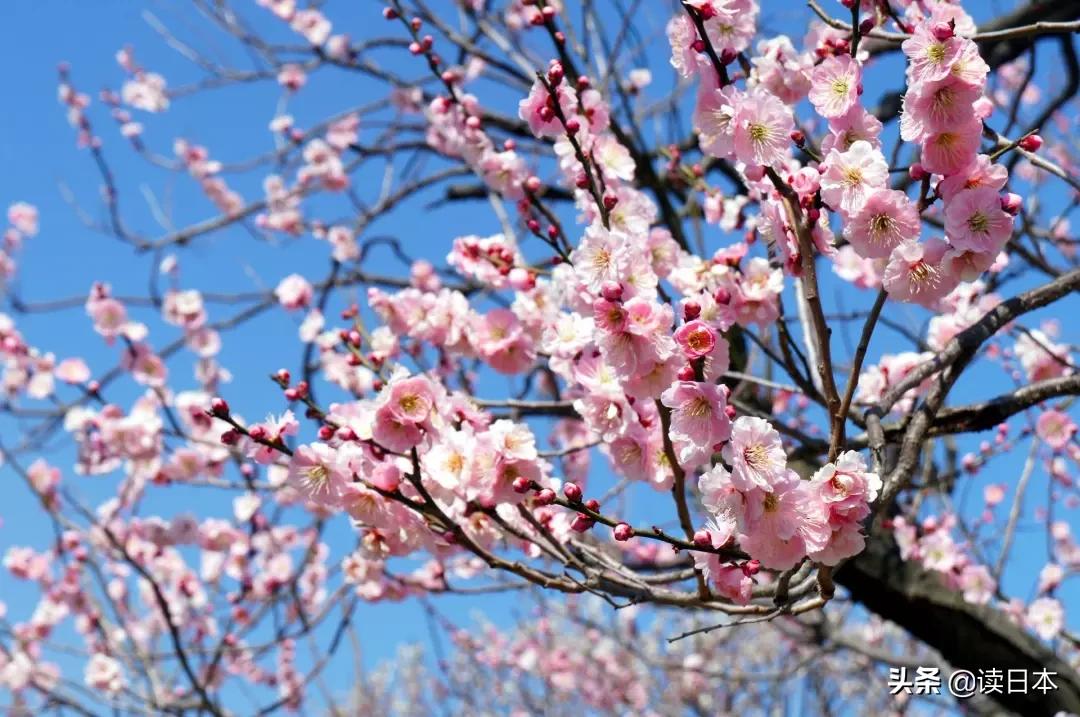 日本最美城市排行榜,东京最有魅力城市排名