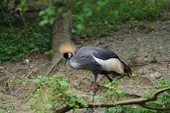 索尼fe50mmf2.5gm测评,索尼fe24f1.4gm大师镜头评测