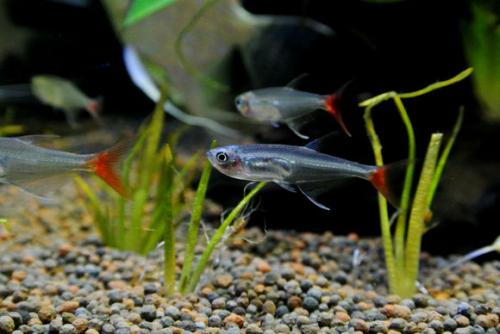 蛋白棉能改善鱼缸绿水吗,鱼缸绿水怎么解决