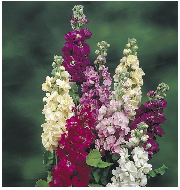 紫罗兰凯斯系列来了！早花百搭带芳香，轻松实现你的切花自由梦