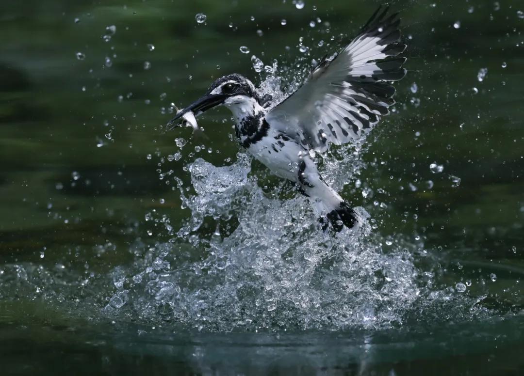 香港第14届全国摄影艺术展,第29届全国摄影艺术展览获奖名单