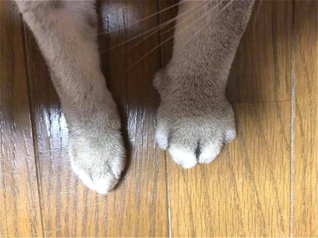 猫咪的爪爪被马蜂蛰了,猫咪袭击铲屎官