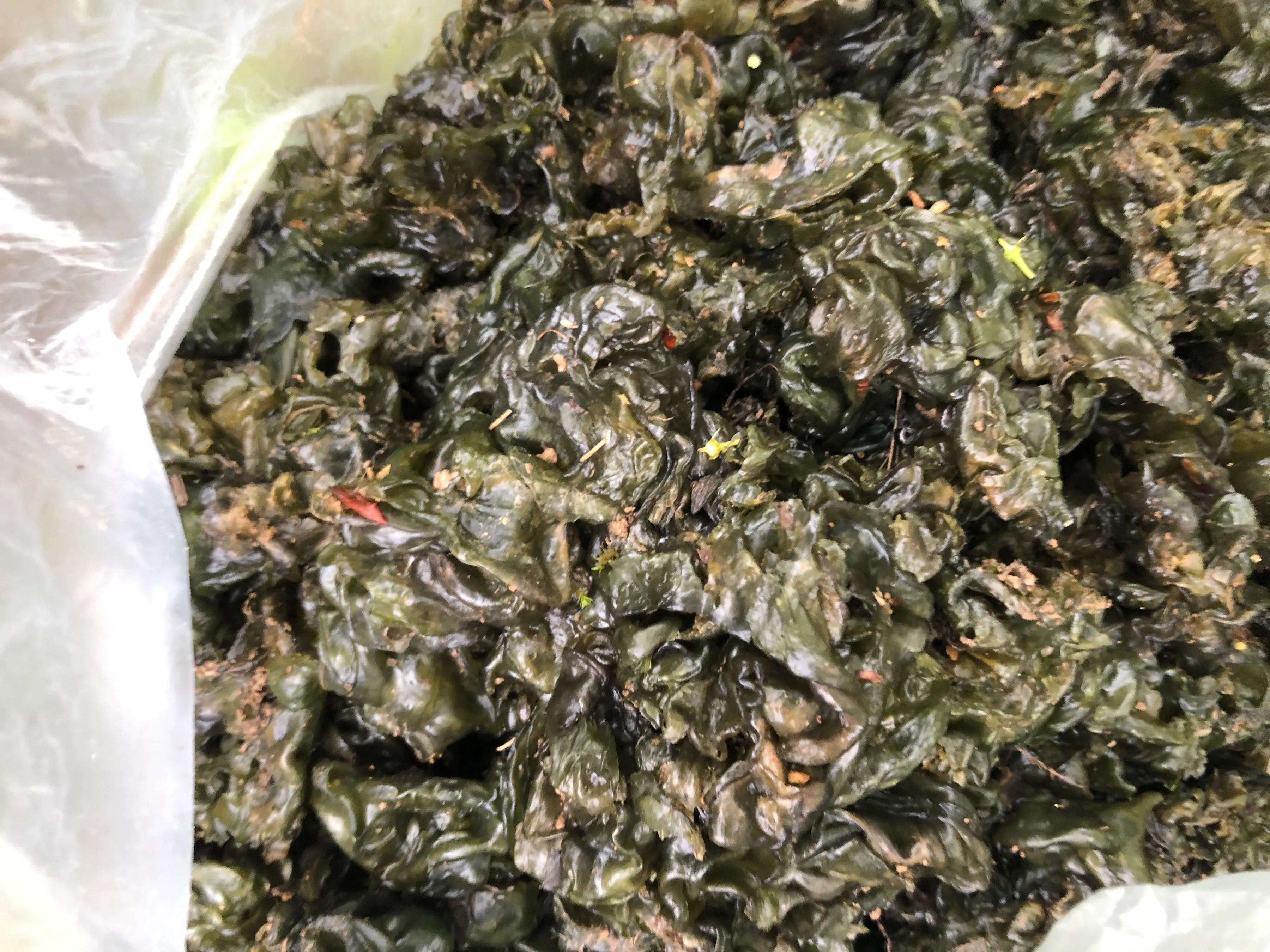 麻辣地皮菜,乡愁地皮菜