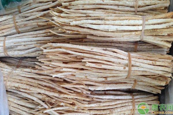 沙参亩产多少斤每斤多少钱,沙参种植产量价格