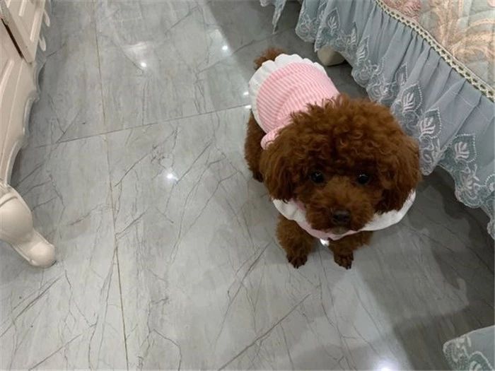 辟谣，铲屎官护手霜却是狗狗“毒药”？请避免爱犬接触木糖醇制品