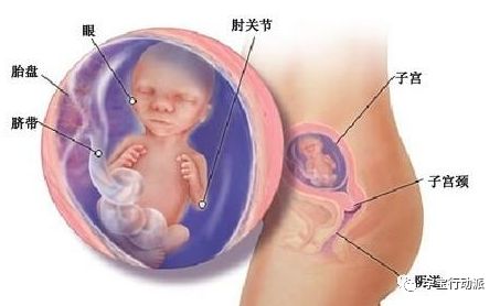 孕期记录第38天,孕期日记第17周