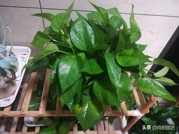 绿萝叶片有黑斑点发黄怎么治,绿萝出现叶子黄应该怎么养护