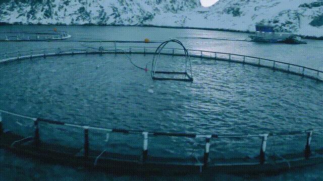 网箱养殖为什么会导致水质恶化,网箱养殖对生态环境有哪些影响