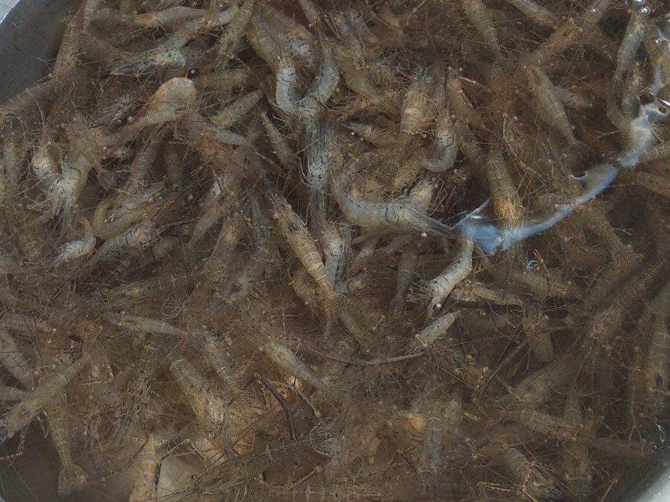 小龙虾好养吗价格多少,小龙虾值得养吗