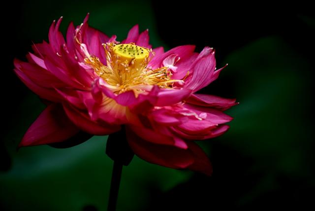 最美的荷花诗句,一起赏荷花的诗词歌赋