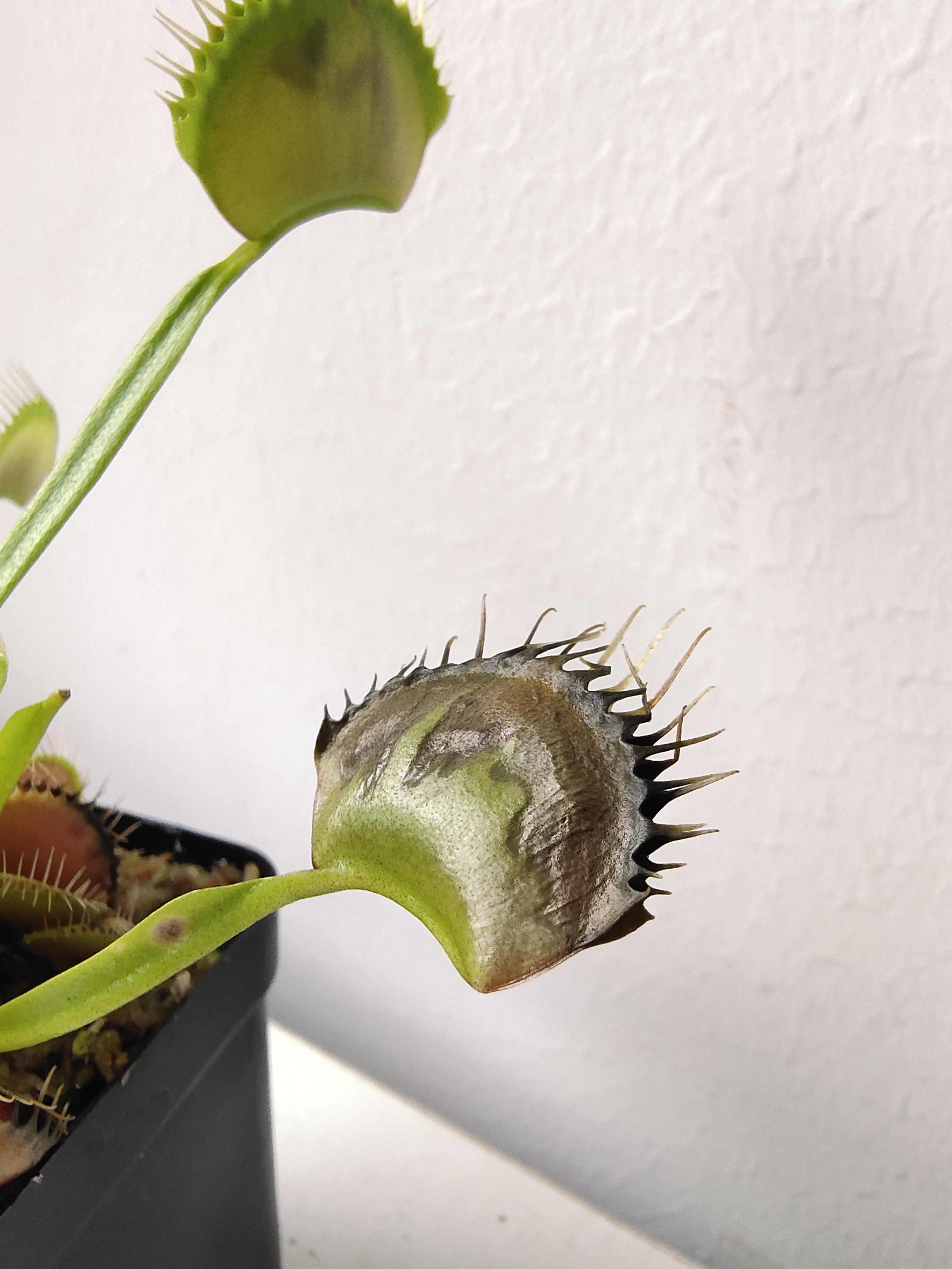 捕蝇草不健康怎么办,捕蝇草5大禁忌