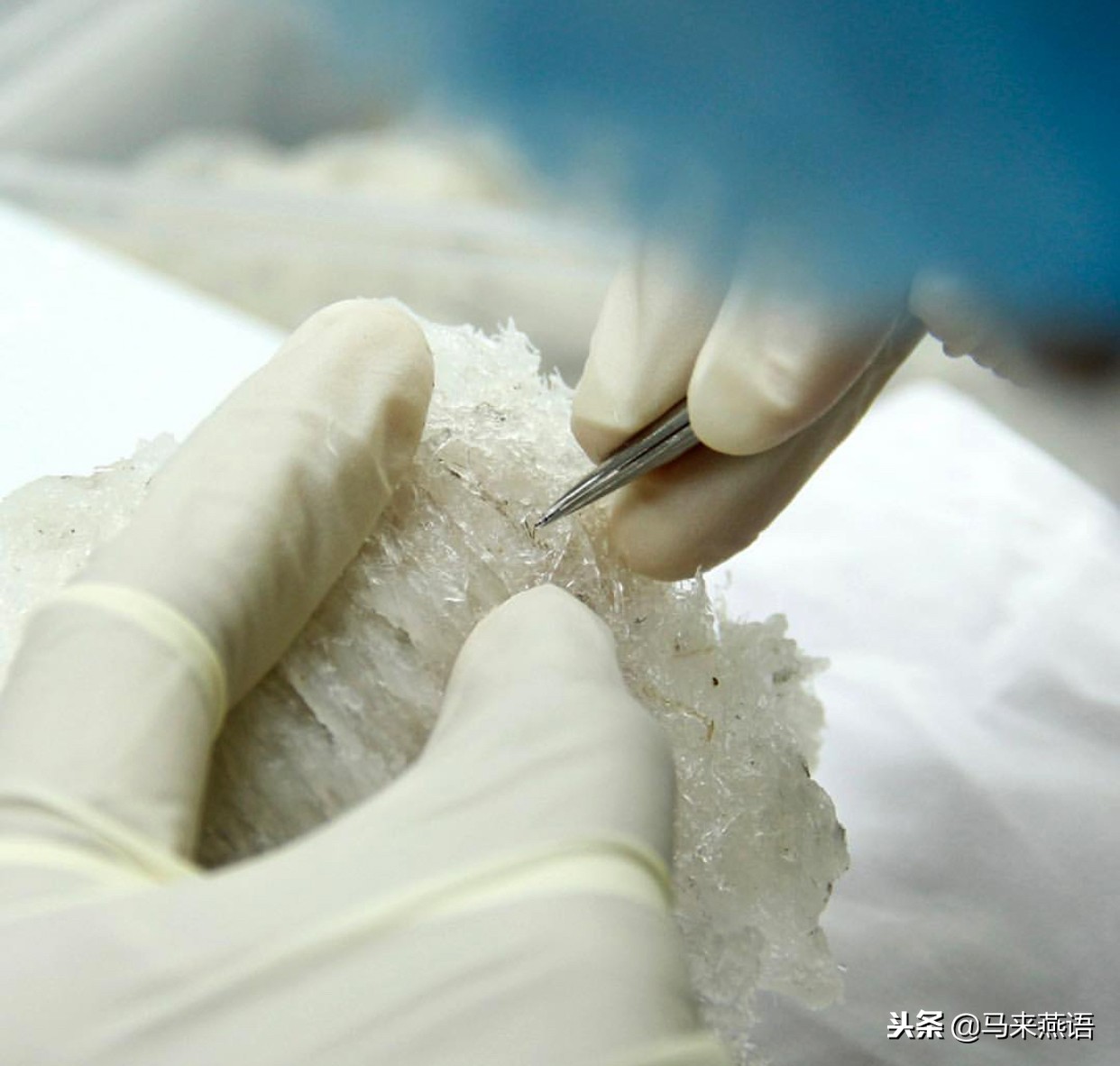 马来西亚燕窝哪种比较好,马来西亚的燕窝优缺点