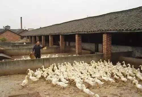 鸭子眼肿流泪是怎么回事,鸭眼睛化脓什么原因