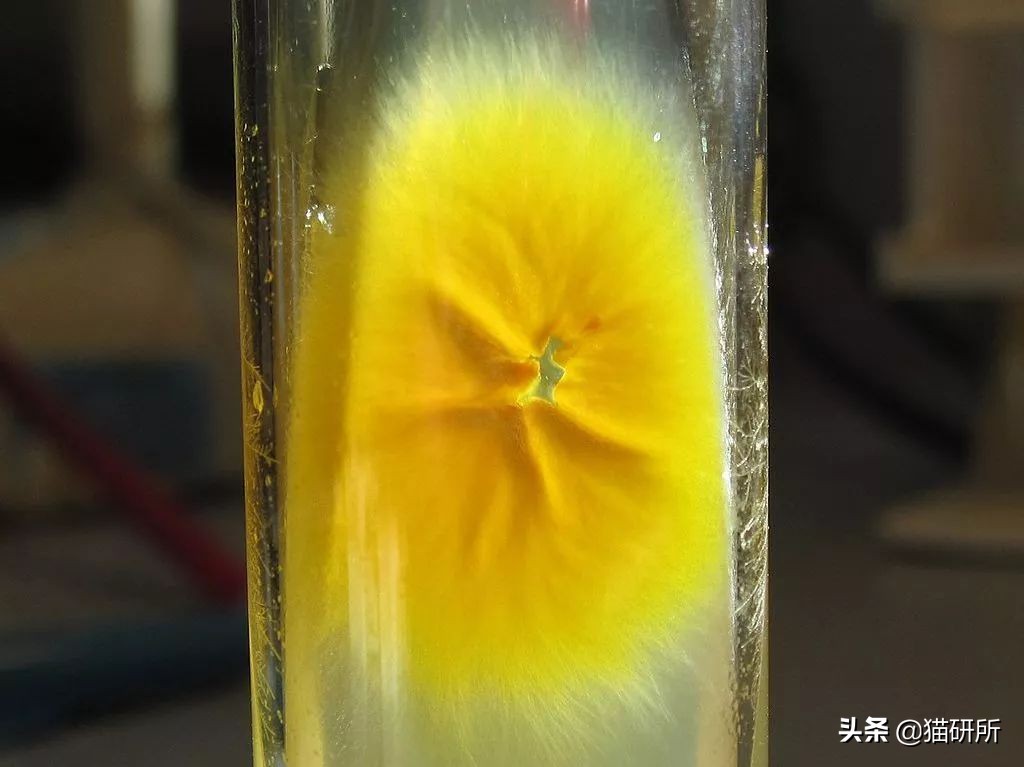 猫癣最全的药物治疗方法,如何快速的治愈猫癣