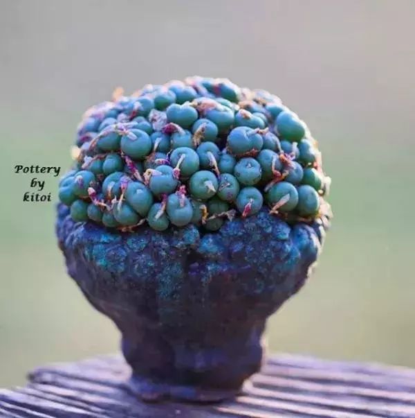 大叔养多肉20年，一片叶子上万块，盆盆都快成精了！