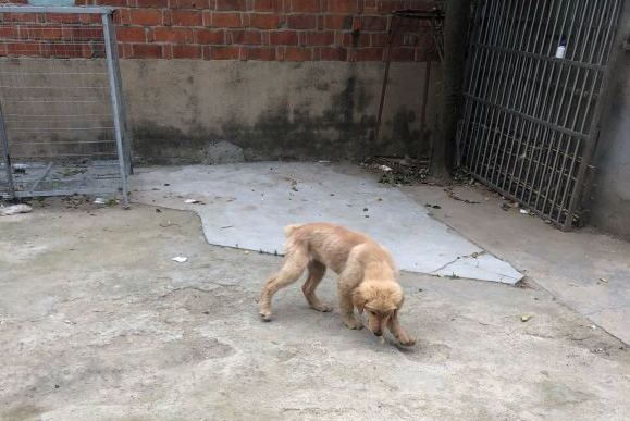 金毛在户外玩耍,金毛在家无聊到疯