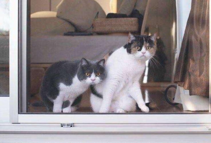 猫咪总是看窗外是什么原因呢,猫咪盯着窗外看