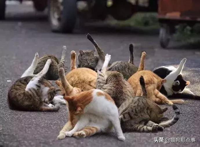 爱我，就给我舔屁股吧