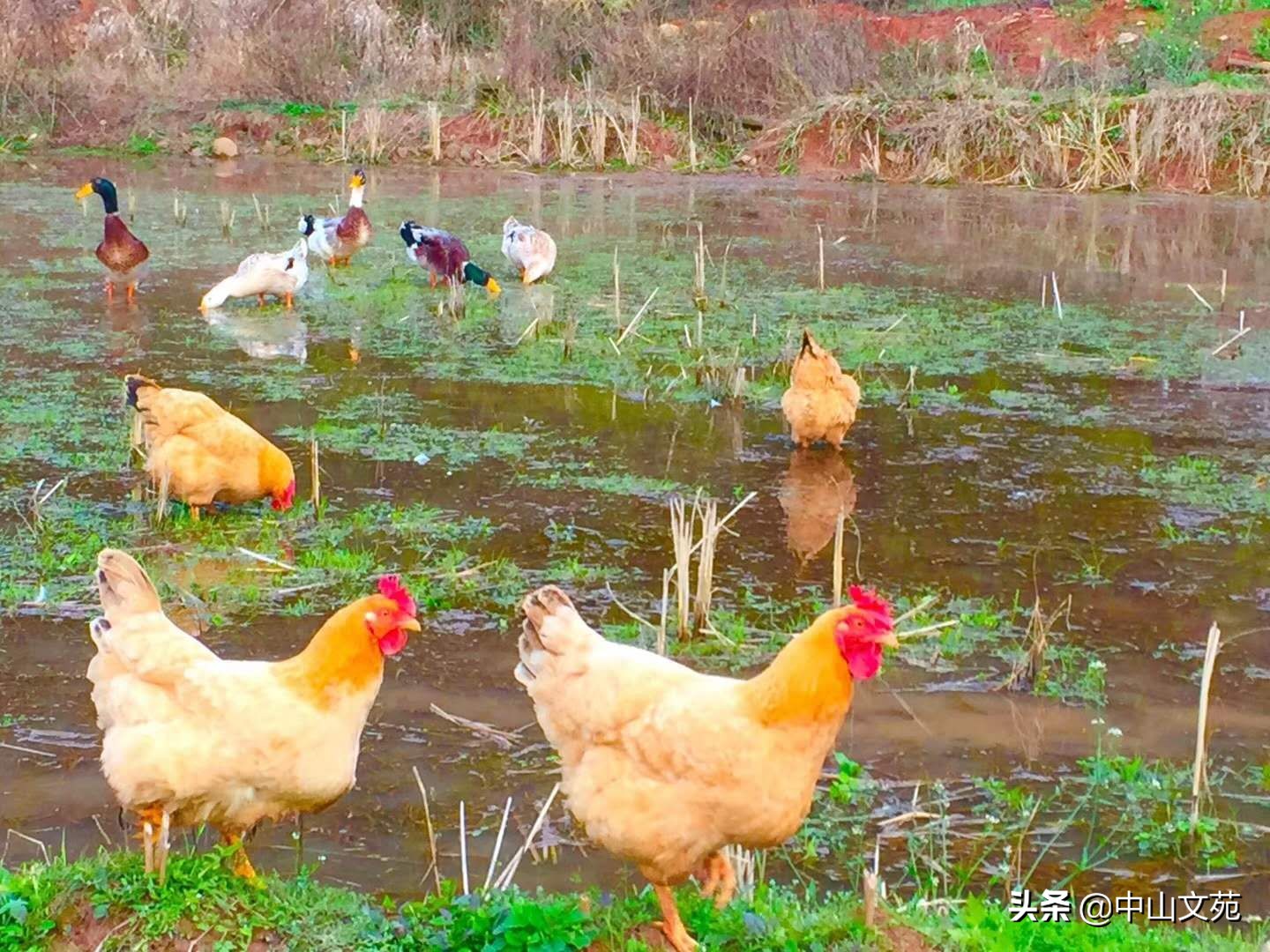 「头条小作家」庞华森：捉“鸡”记