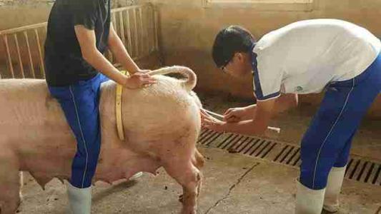 母猪受孕之前有哪种现象,母猪授精后多少时间着床