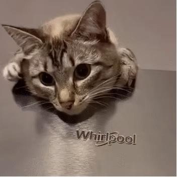 俄罗斯猫敢惹吗,俄罗斯猫有多凶猛