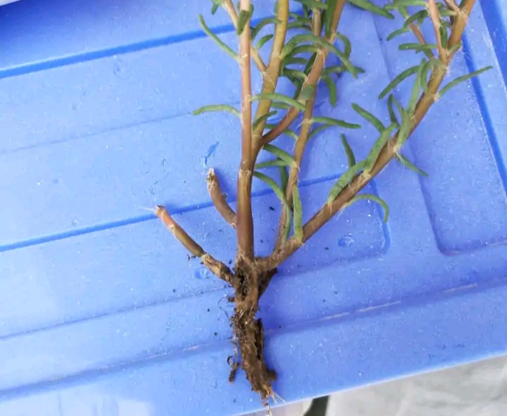 一年四季不死的十种花水养,浇水过多死的植物