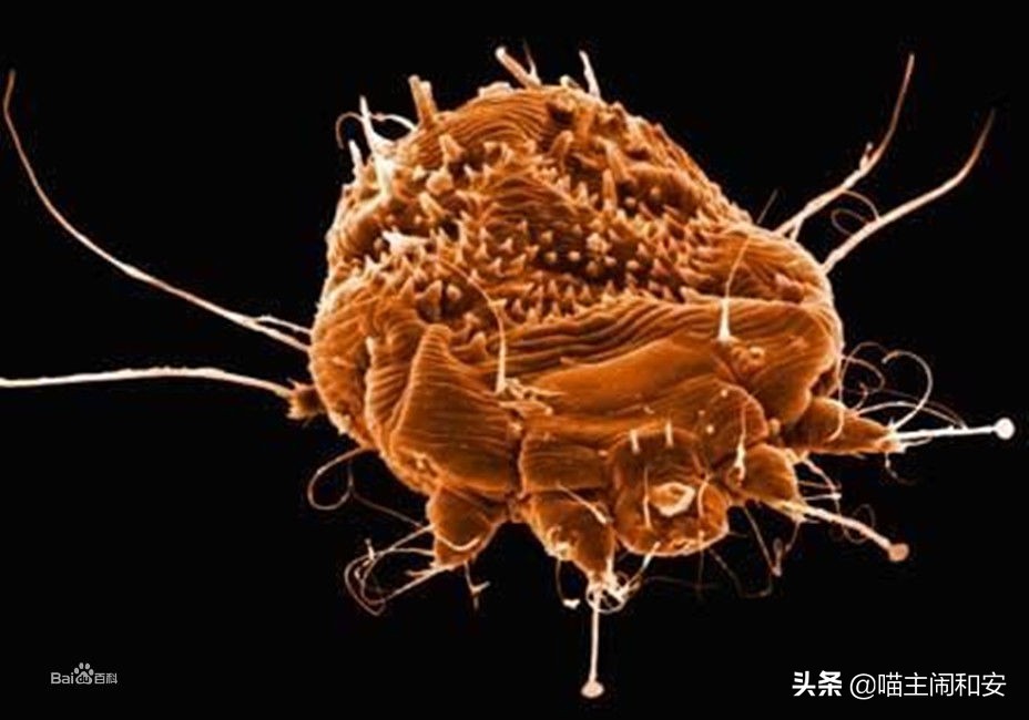 猫咪体外驱虫虫子死掉还是驱赶走,猫咪驱虫新手入门教程