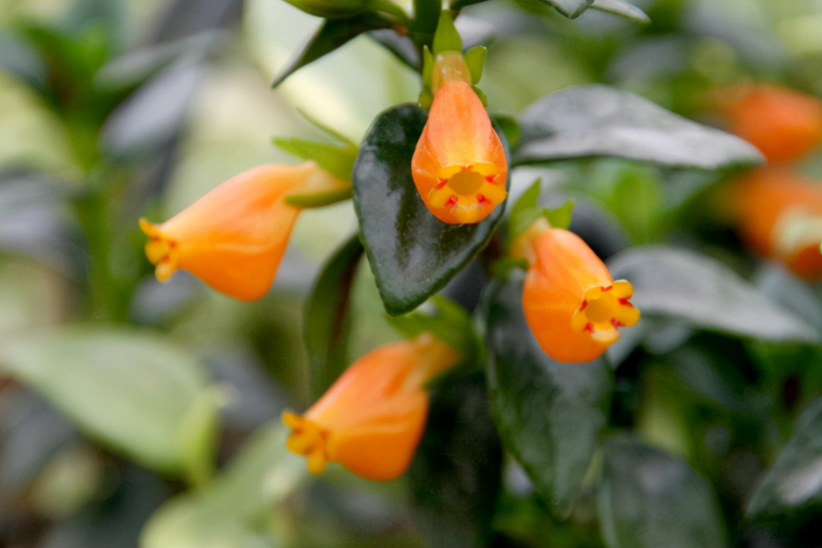 金鱼吊兰小金鱼,金鱼吊兰怎么养才能枝条下垂呢