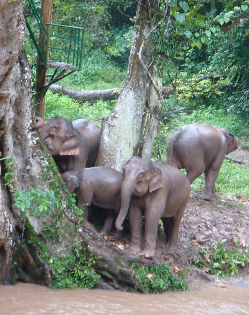 西双版纳旅游攻略最新详细,西双版纳旅游高端攻略