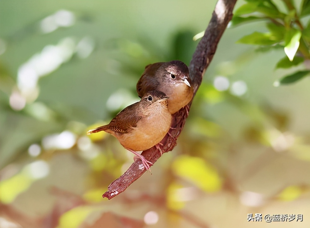 目前巴西足球著名球星有哪些,24年巴西足球还有哪些球星