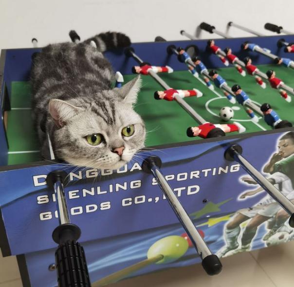 五千块钱买猫,五千块的猫咪