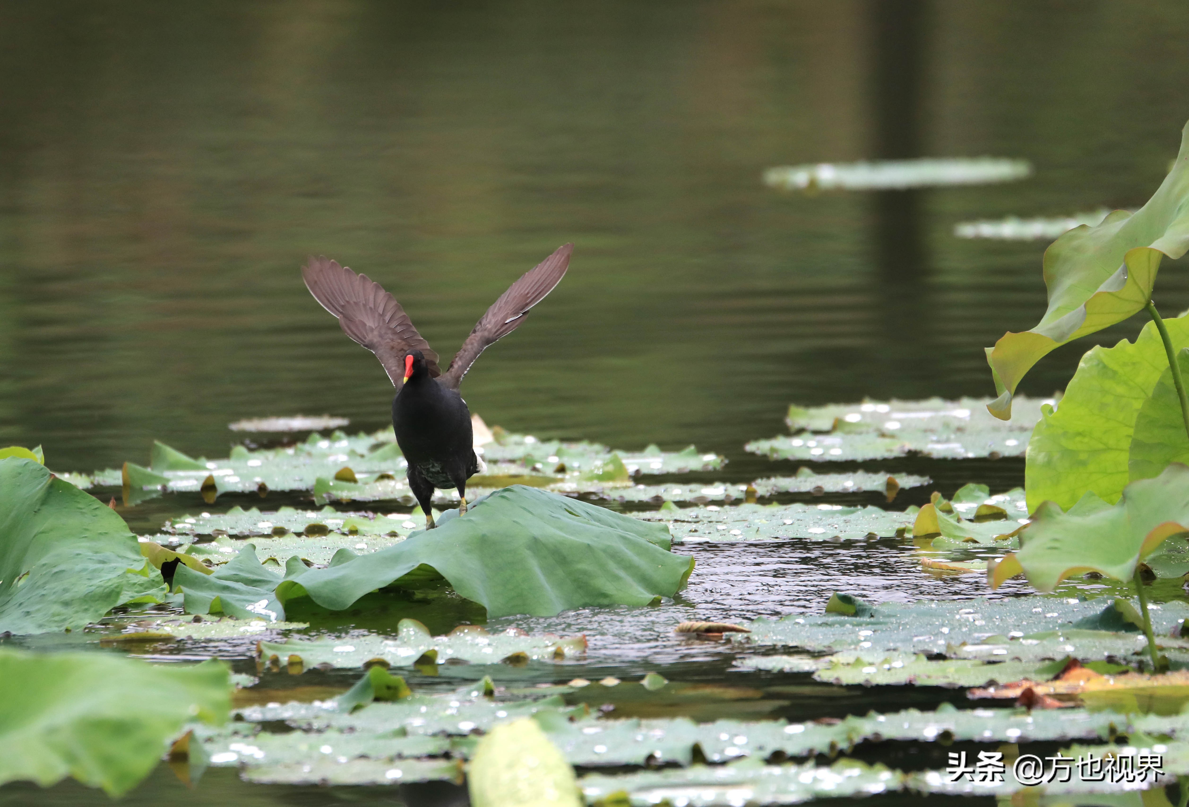 黄山盛夏荷花别样红视频,黄山夏天荷花