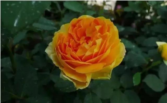 给大家介绍一下玫瑰品种,玫瑰的品种及特点介绍