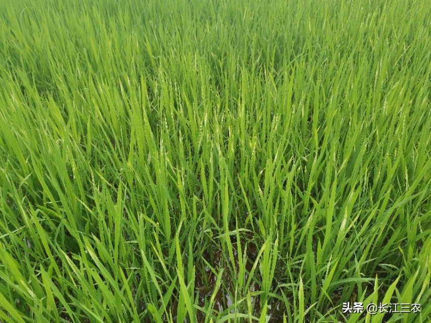 水稻整株发黄的原因及解决方法,水稻烂秧病最新消息