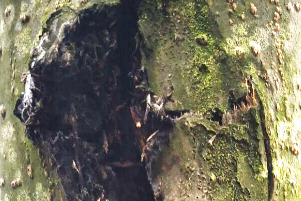 核桃树腐烂病有哪些,核桃树皮发黑烂掉打什么药