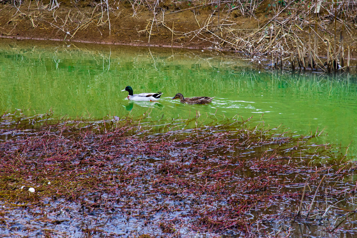 洋湖国家湿地公园,洋沙湖国家湿地公园马鞭草