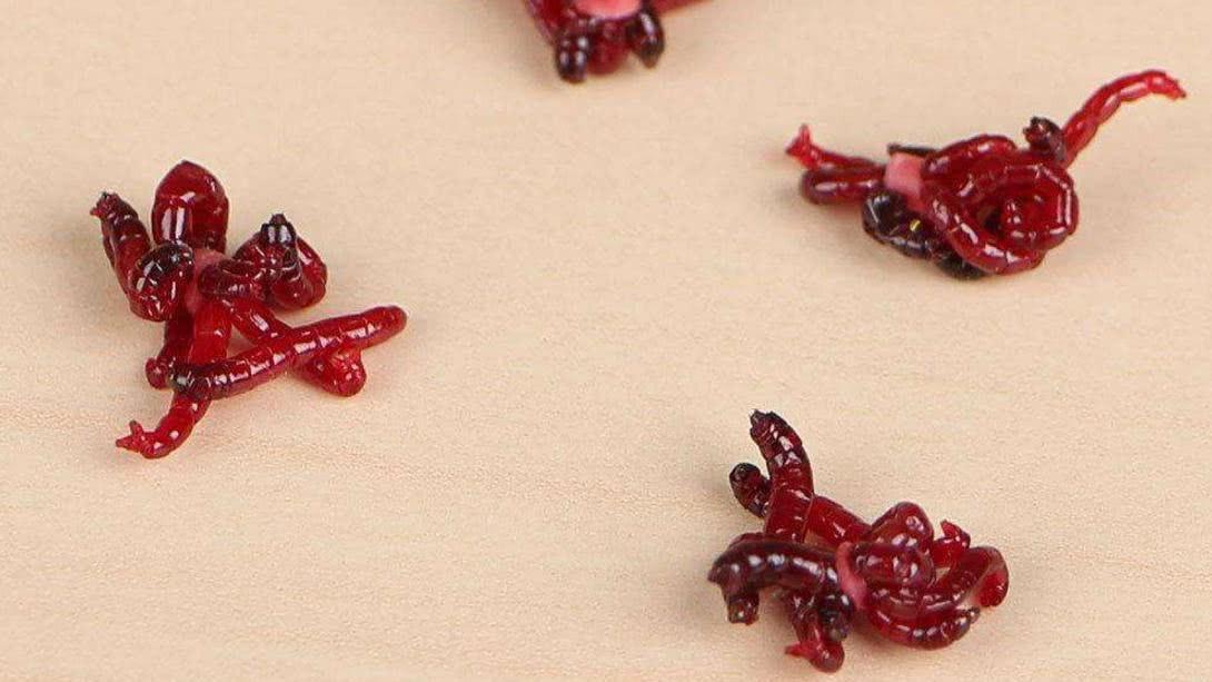 冬季红虫饵钓鱼的两种用法,冬季钓鱼虫饵的正确使用方法